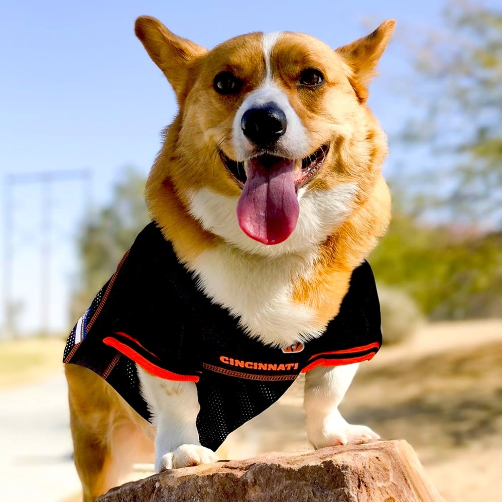 Cincinnati Bengals Dog Jersey